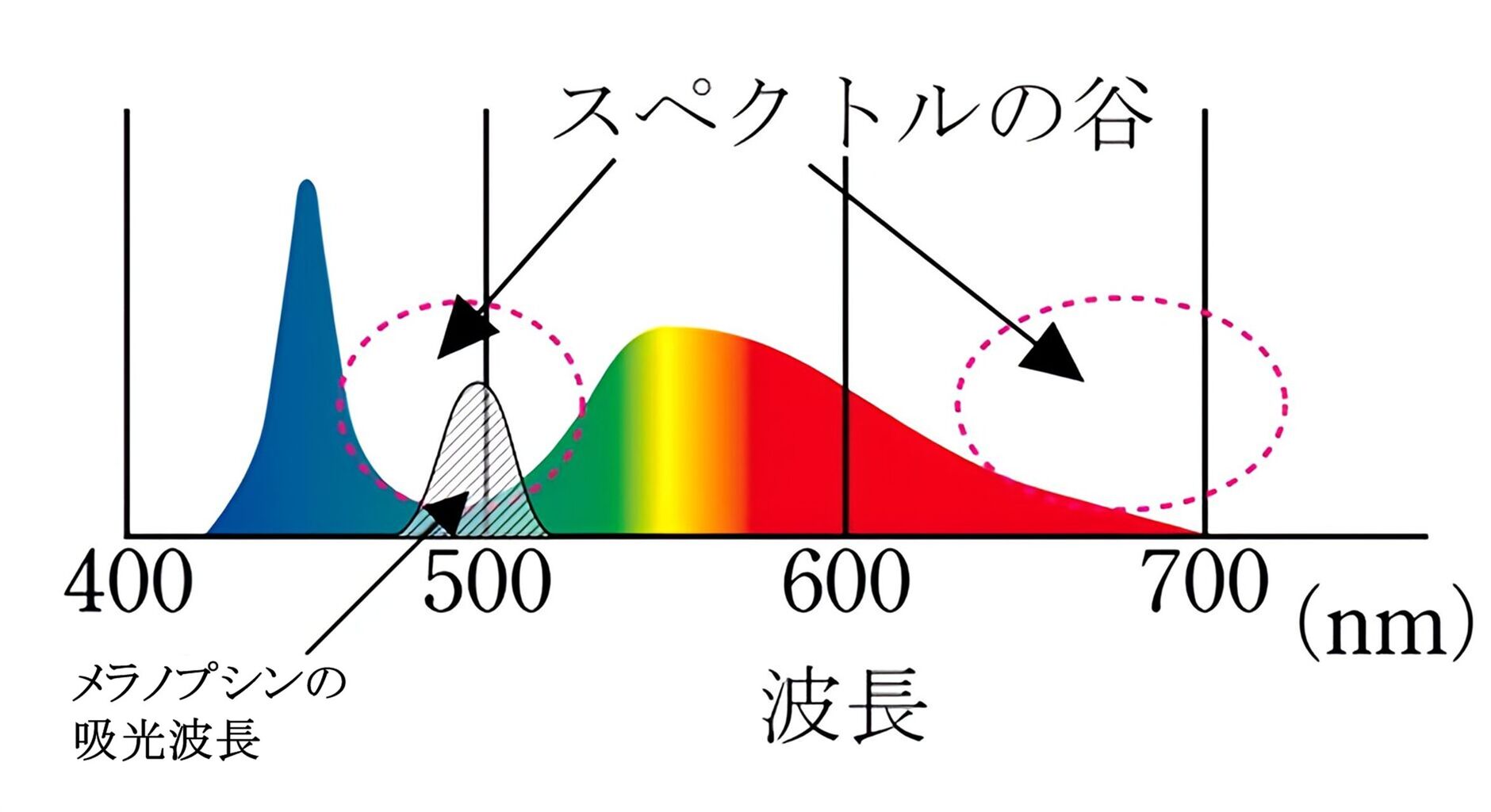 メラノプシンと谷