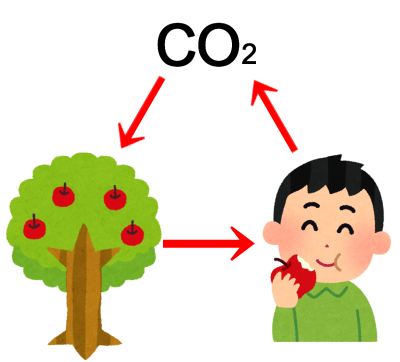 tree_apple2