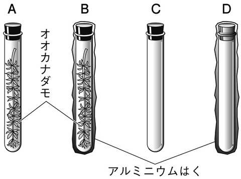 kogoseimatome2