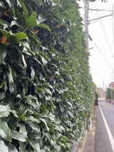 IMG_0455