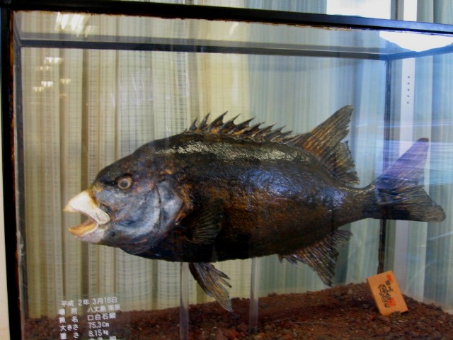 クチジロ石鯛老成魚剥製 | www.ibnuumar.sch.id
