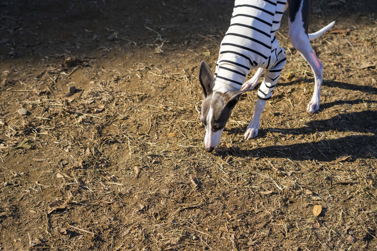 ワンワンっ！ガウガウっ！  と猛り狂う様な犬の吠える声が聞こえてくる