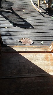 s-IMG_0137