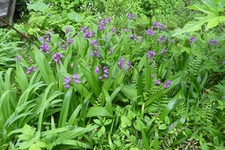 s-P1050425