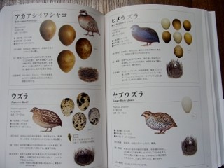 世界655種 鳥と卵と巣の大図鑑」完成 : 鈴木まもる 草刈り薪割り日記