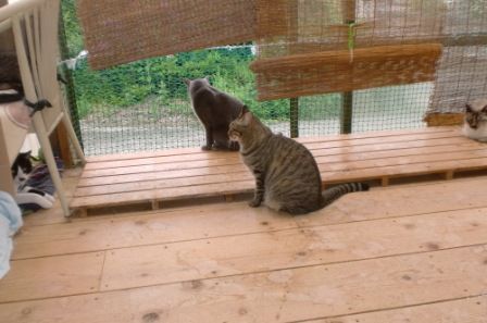 サンルームその弐 : もりねこ会