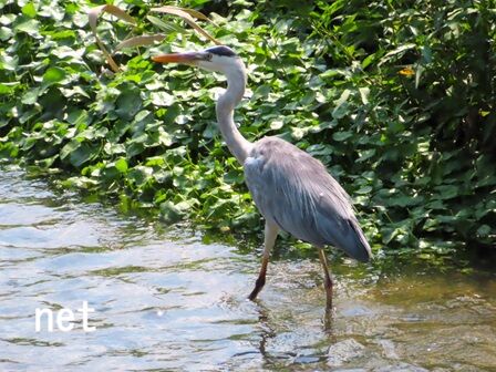 アオサギ（青鷺） #1230 : この花、この動物、なぁに？