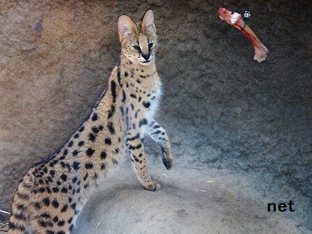 サーバルキャット　毛皮 サーバルキャット 毛皮 - メルカリ