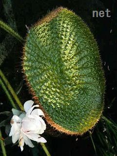 オオオニバスとﾊﾟﾗｸﾞｱｲオニバス 569 この花 何の花 Ver ２
