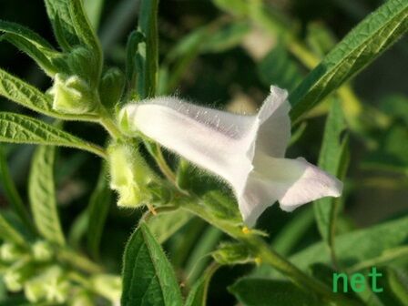 クロゴマ(黒胡麻)の花 #1170 : この花、この動物、なぁに？