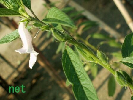クロゴマ(黒胡麻)の花 #1170 : この花、この動物、なぁに？
