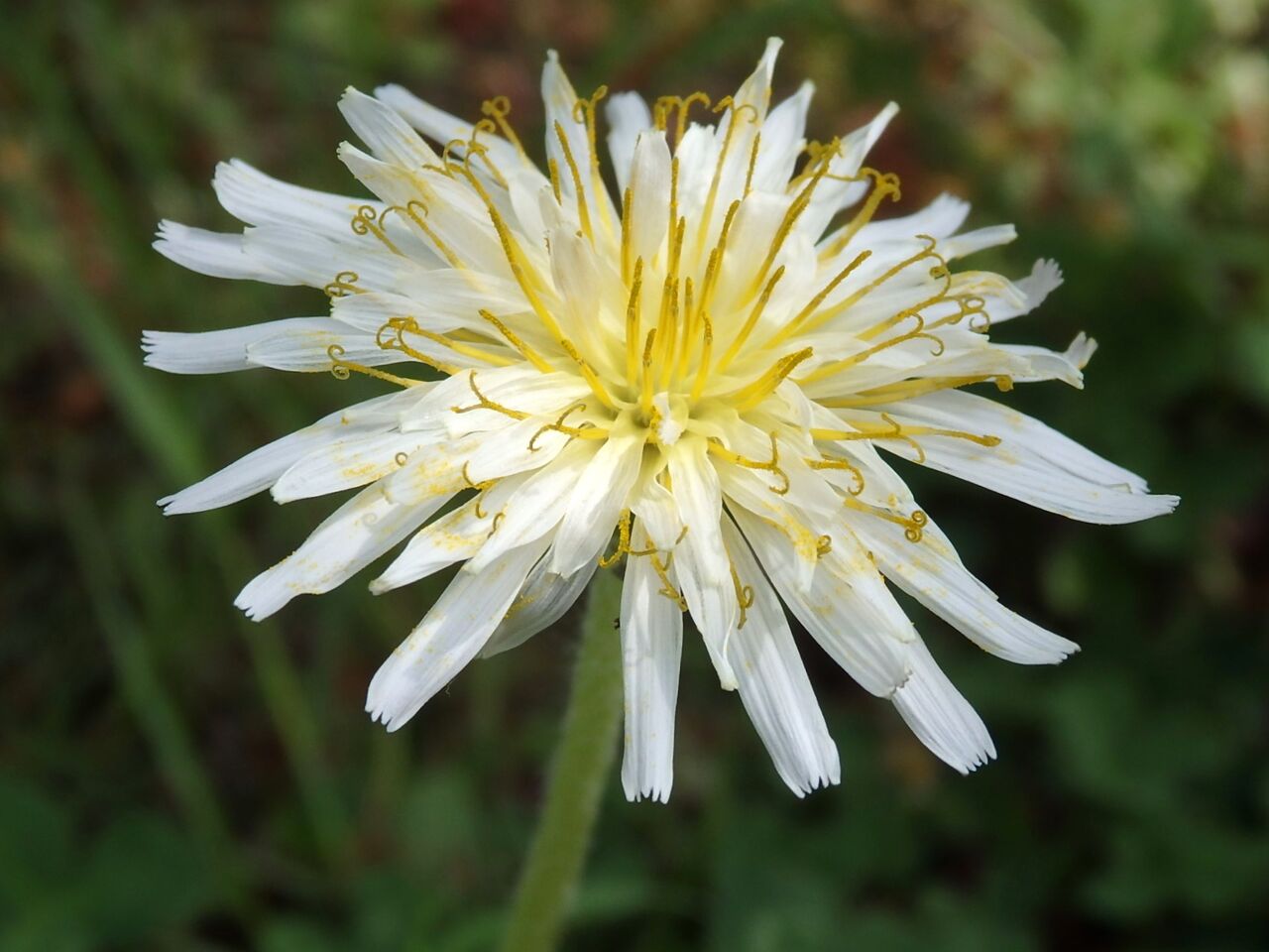 きく科 : この花、この動物、なぁに？