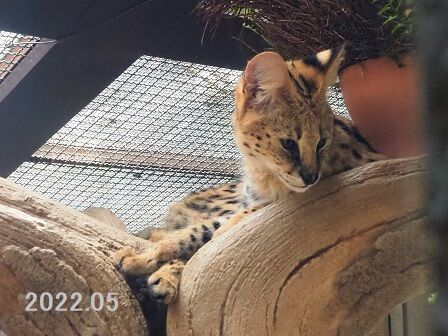 サーバルキャット　毛皮 サーバルキャット 毛皮 - メルカリ