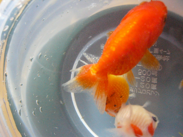 金魚ちゃん白点病になる 睡蓮鉢の金魚ちゃん