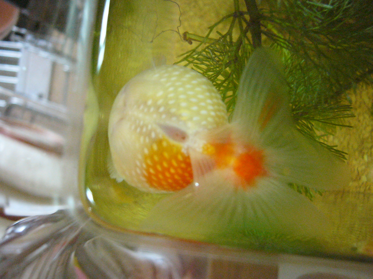 ピンポンパール産卵 睡蓮鉢の金魚ちゃん
