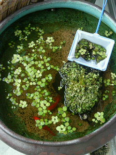 睡蓮鉢金魚産卵してました 睡蓮鉢の金魚ちゃん