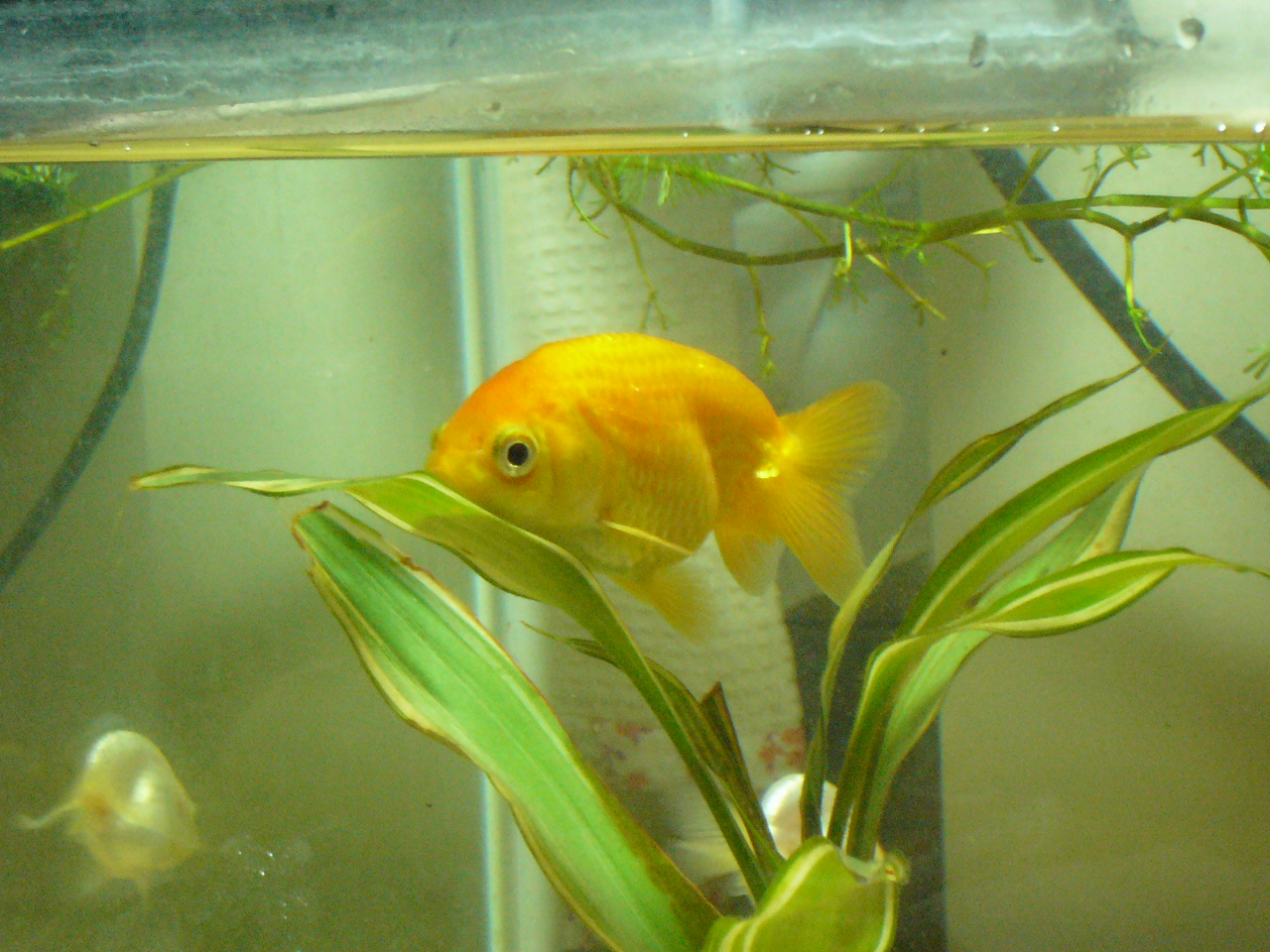 睡蓮鉢の金魚ちゃん 金魚