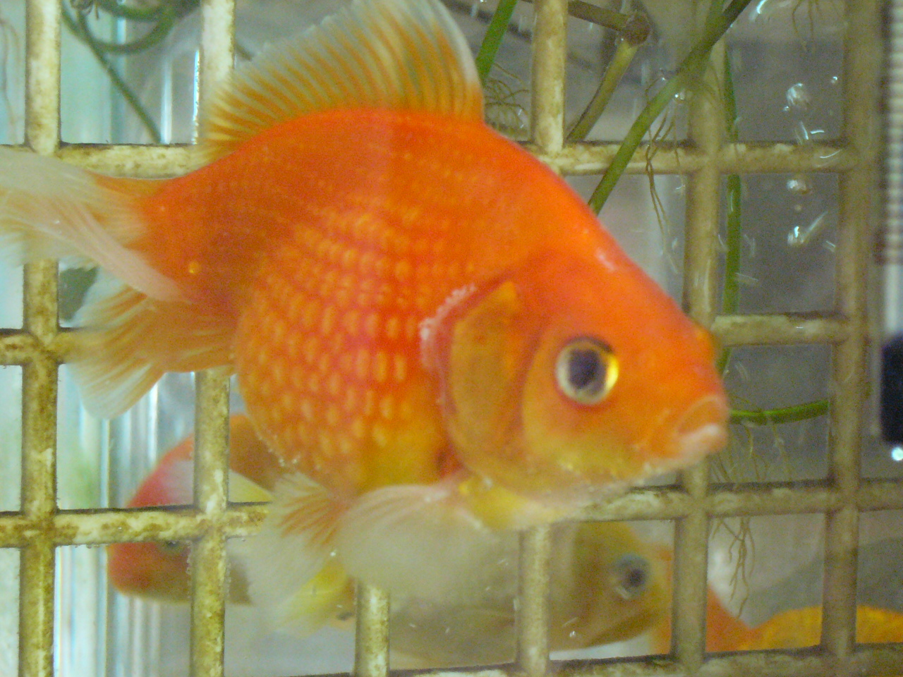 金魚ちゃんの病気 睡蓮鉢の金魚ちゃん