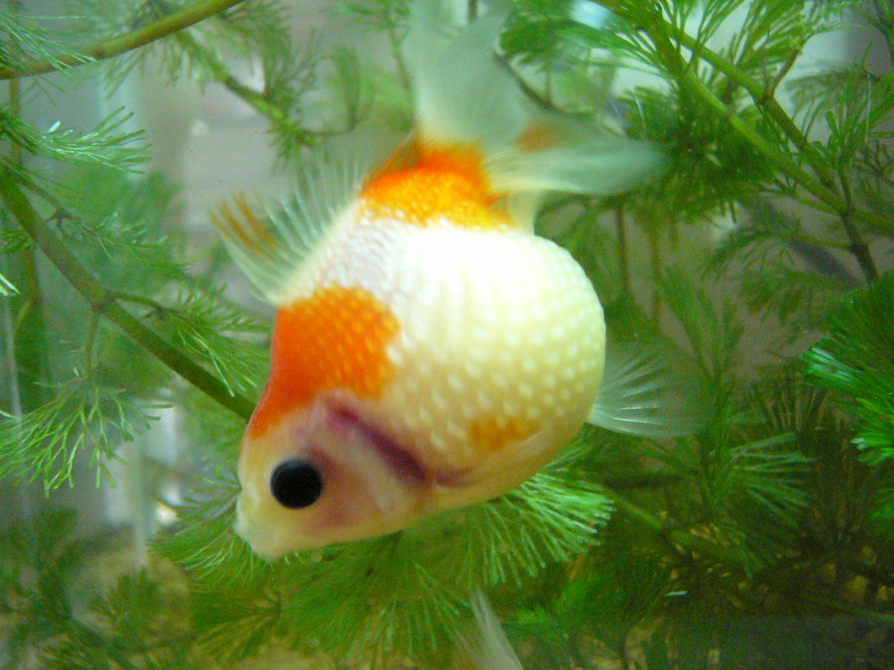 ピンポンパール産卵 睡蓮鉢の金魚ちゃん