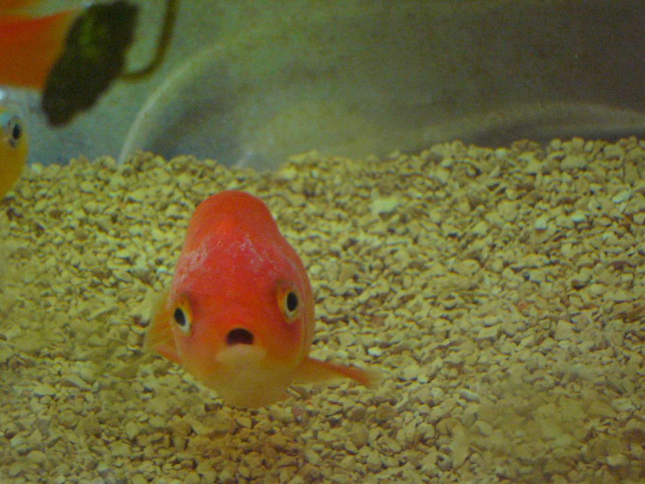 金魚ちゃんの病気 睡蓮鉢の金魚ちゃん
