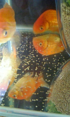 金魚水槽産卵 睡蓮鉢の金魚ちゃん