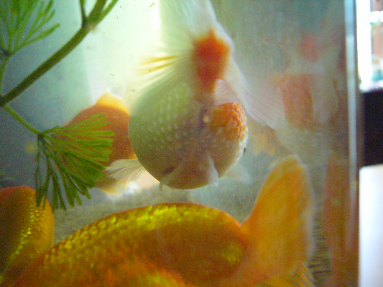ピンポンパール無精卵 睡蓮鉢の金魚ちゃん