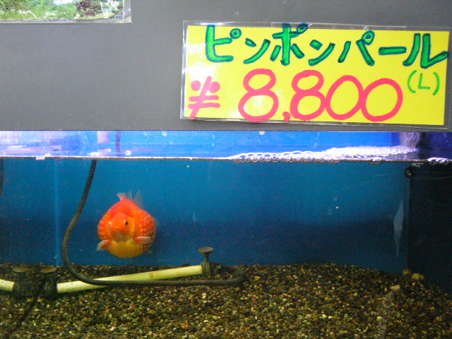 巨大ピンポンパール 睡蓮鉢の金魚ちゃん