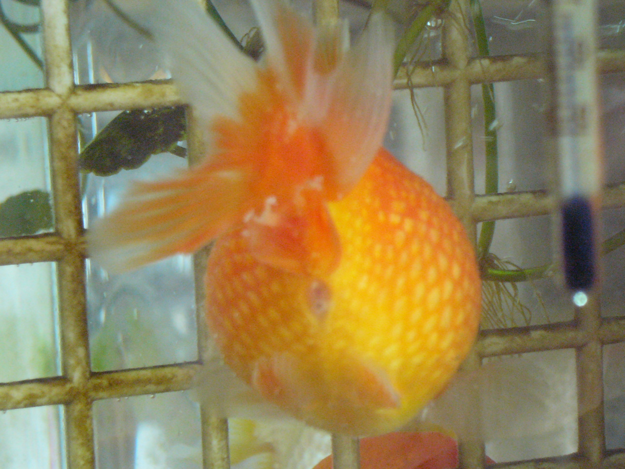 金魚ちゃんの病気 睡蓮鉢の金魚ちゃん