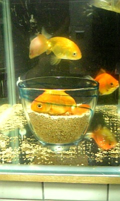 金魚ちゃんタチの寝顔特集 睡蓮鉢の金魚ちゃん