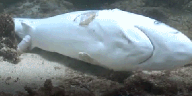 画像 フカヒレのために ヒレだけ取られたサメが可哀相 w ネタばこ