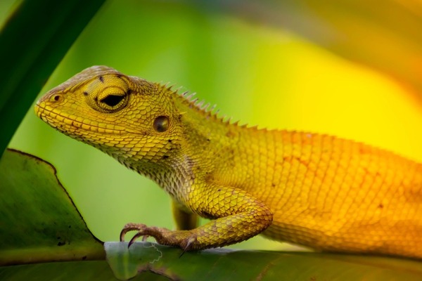 chameleon-4012987_1280