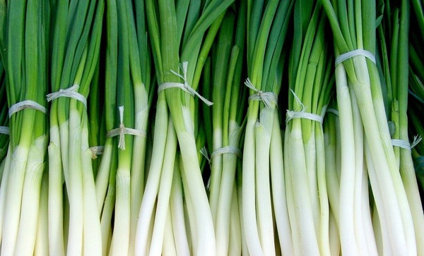 green-onion-699943_1280