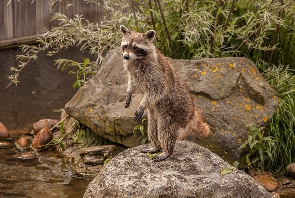 raccoon-2539997_1280