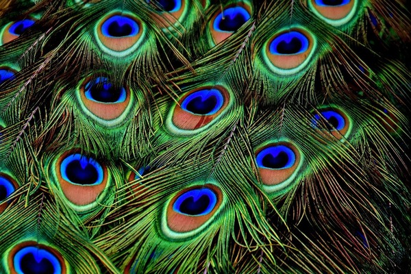 peacock-feathers-3013486_1280