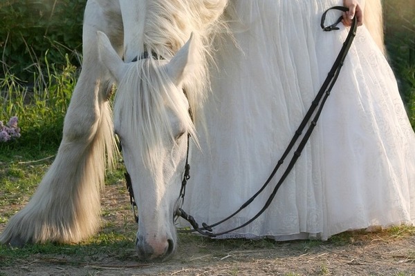 horse-3481756_1280