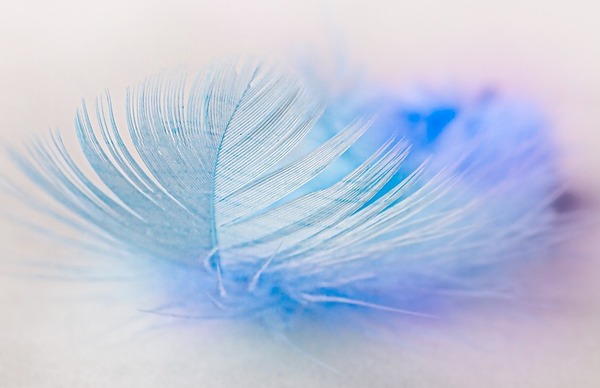 bird-feather-5625806_1280