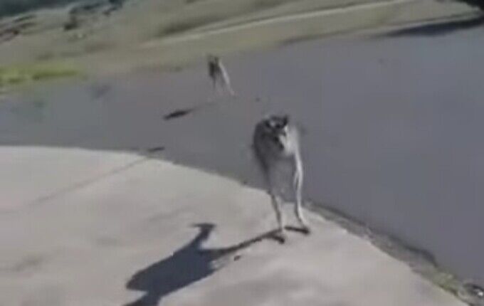 カンガルーに襲われたパラシュートの男