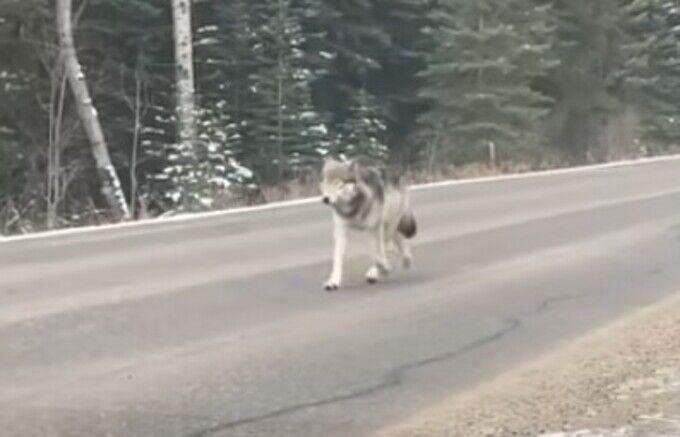 野生のオオカミとすれ違う