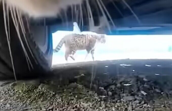 ノラ猫の首にカメラを付けてみた視点の追いかける姿