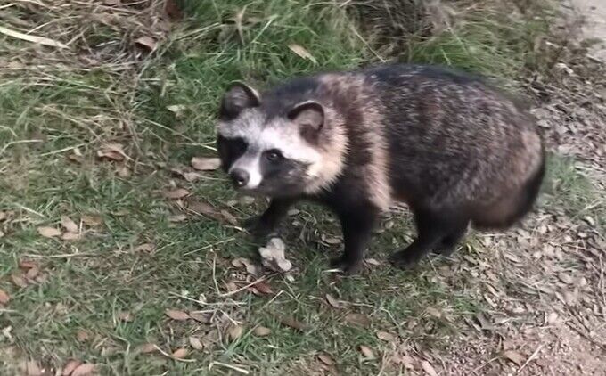 ネコの集会に交じりたい狸