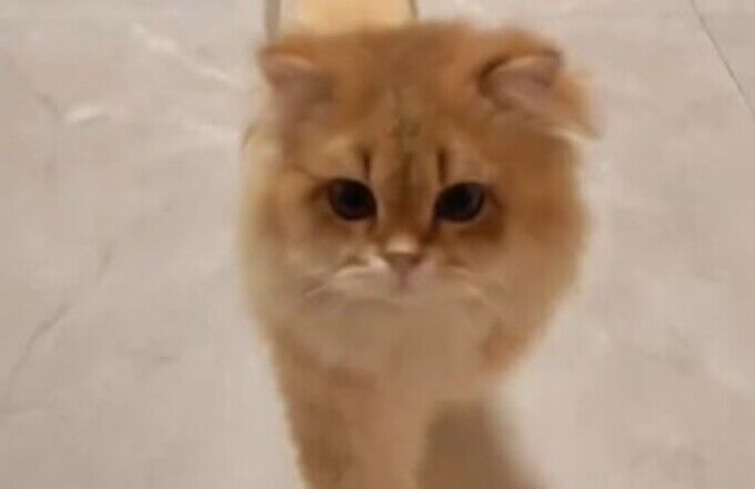 胴体の毛を刈った長毛種のネコ