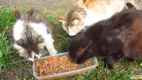 野良ネコの観察