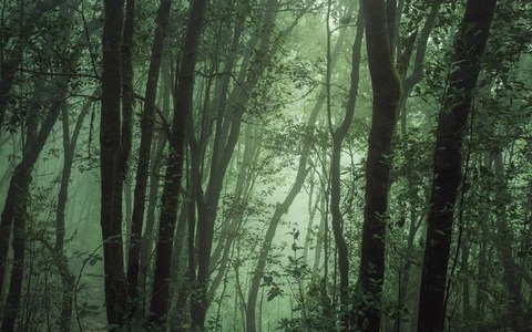 雨の森林