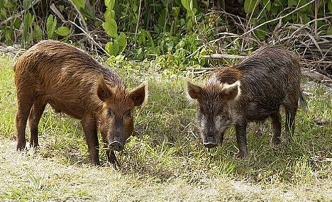 フェラルホッグ、ワイルドボア