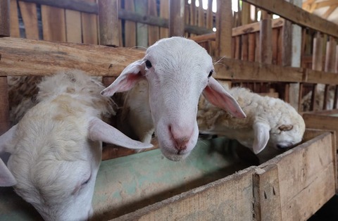 ヤギやヒツジを飼う方法