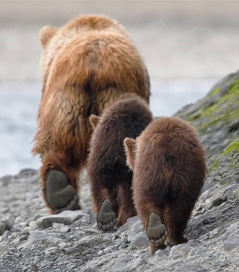 クマの後ろ脚の肉球