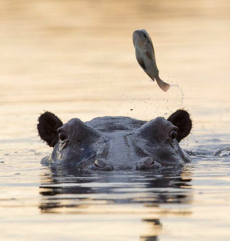 【画像】魚がカバの頭の上にジャンプｗ！