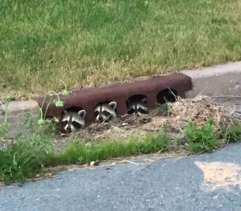 アライグマのアジト