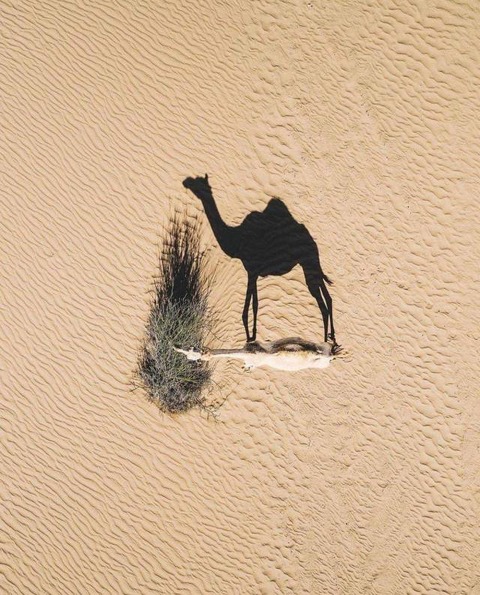 砂漠のラクダ…を上から見た写真ｗ！！