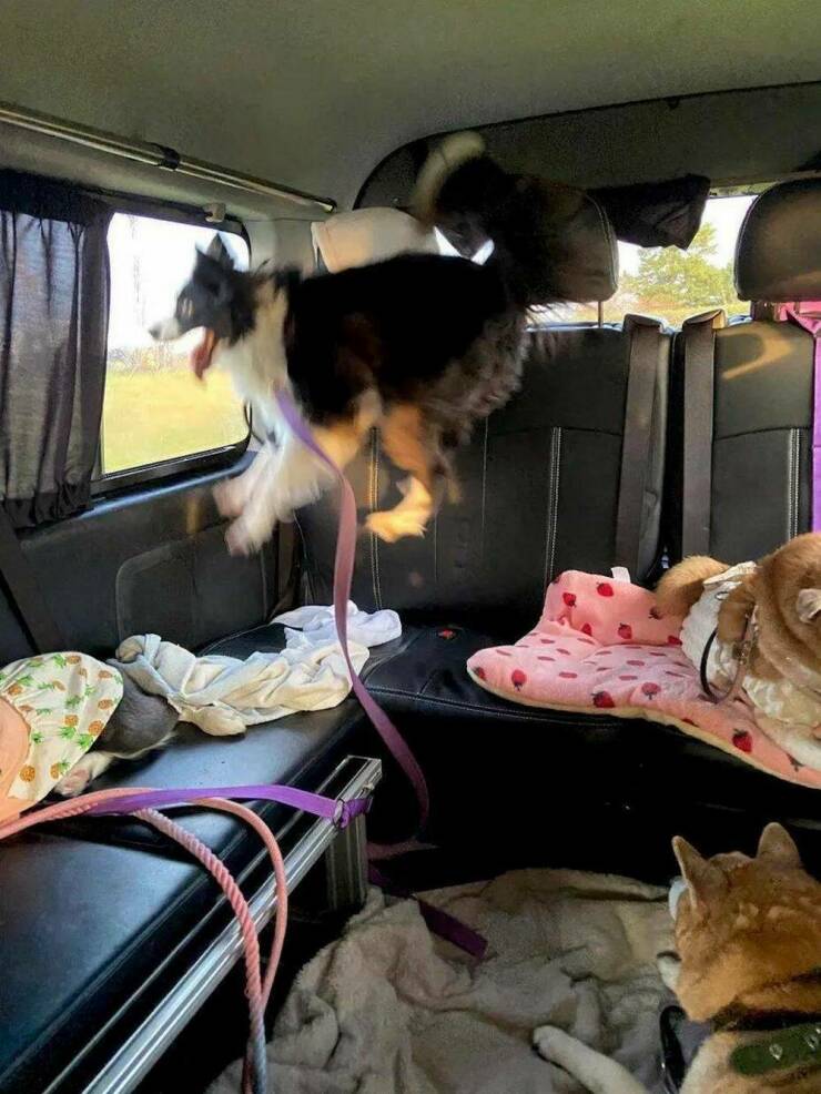 【画像】お散歩だと思ったら病院だった時のイヌのリアクション